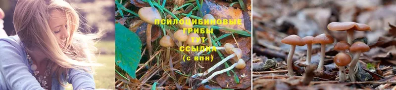 hydra ссылки  Белая Калитва  Псилоцибиновые грибы MAGIC MUSHROOMS 